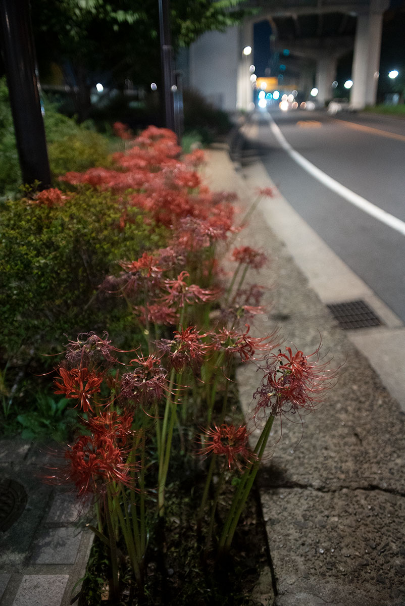 KIRON KINO PRECISION 28mm f/2 で浅草を撮影。