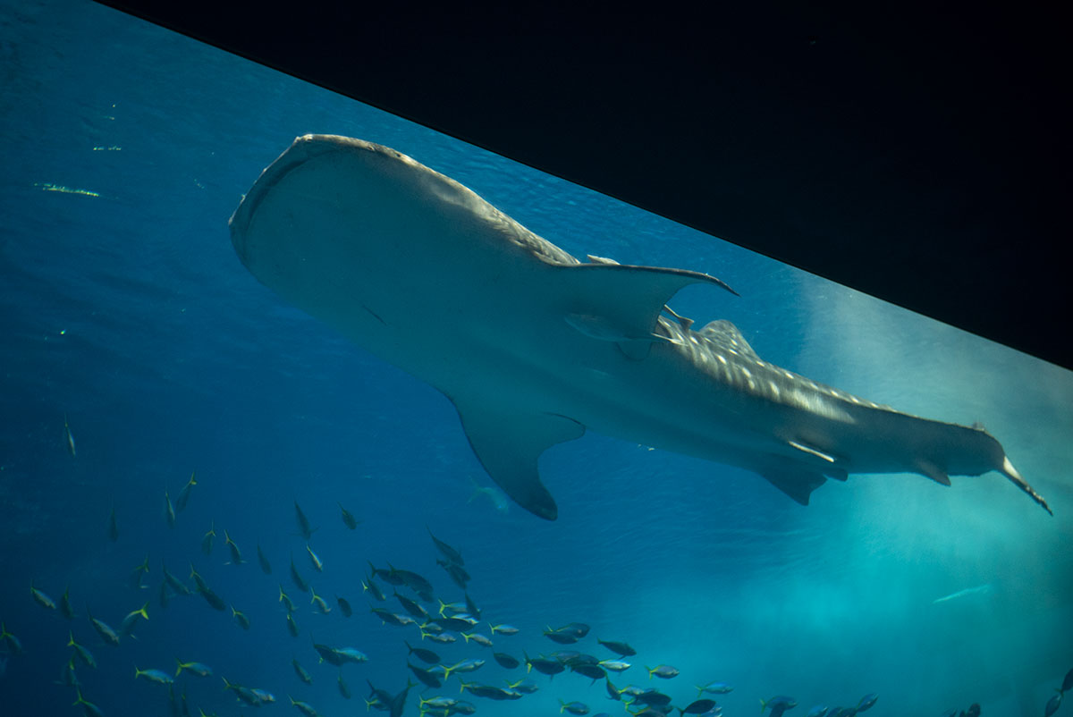 Rokuoh-sha Optor f:4.5 f=50mm で沖縄を撮影。