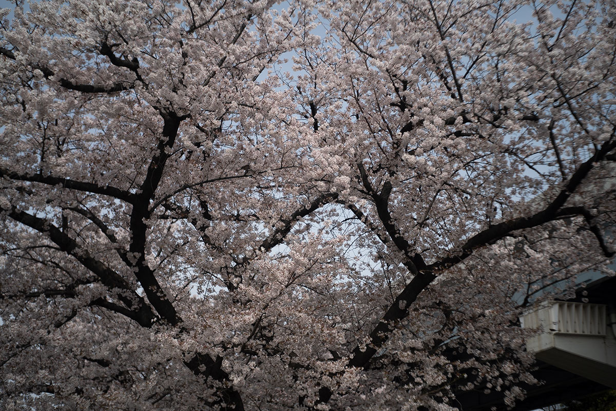 浅草 w/ Schneider-kreuznach Xenar 1:2.8/50 (akarette) - 2022-04-02