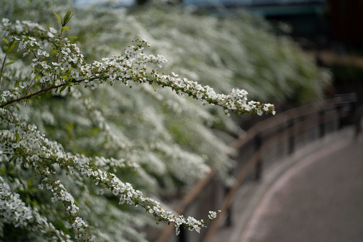 Schneider-kreuznach Xenar 1:2.8/50 (akarette) で浅草を撮影。