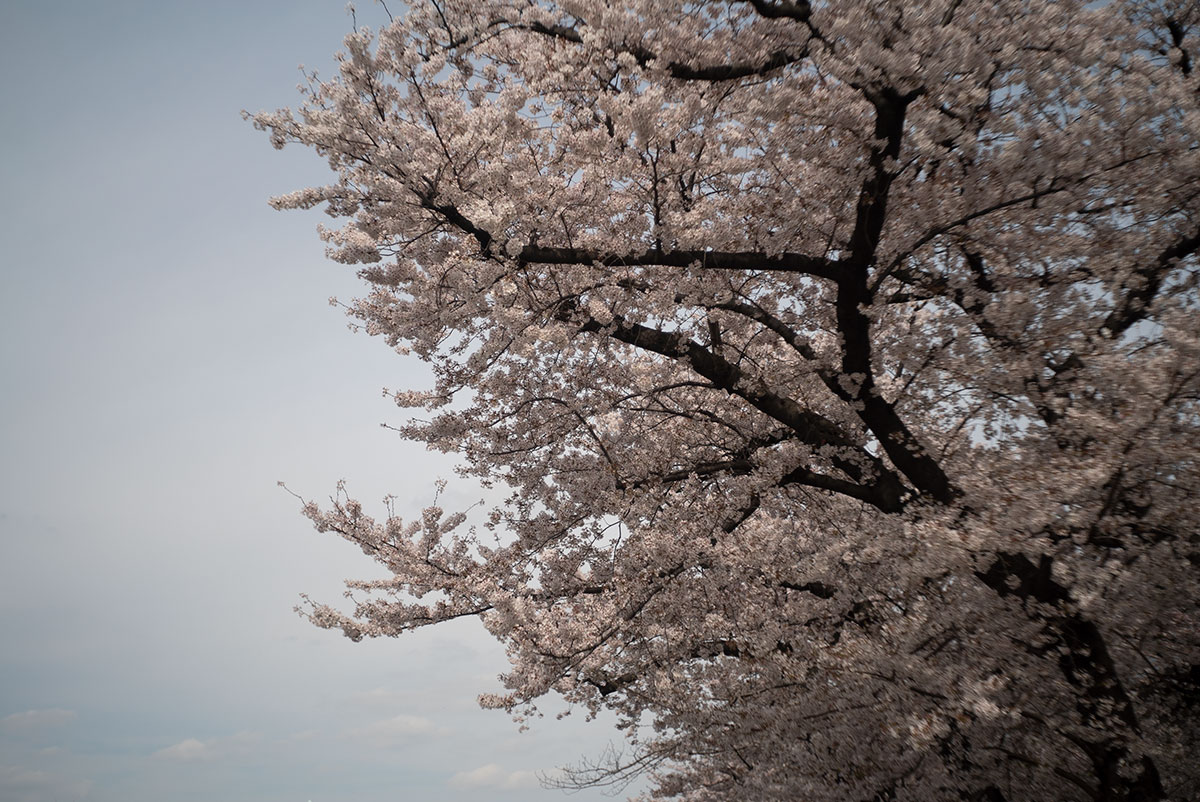 Schneider-kreuznach Xenar 1:2.8/50 (akarette) で浅草を撮影。