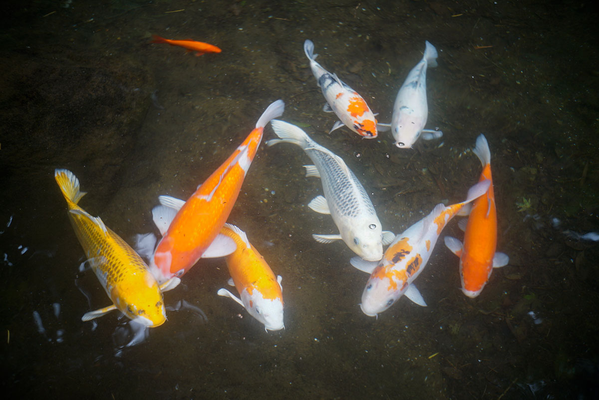 FOCA OPLAREX 1:1.9 F=5cm で箱根富士屋ホテルを撮影。