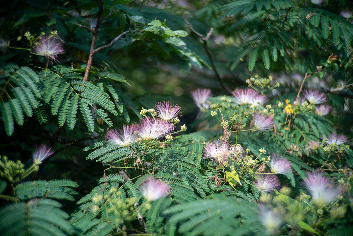CANON LENS SD 50mm 1:2.8 で熊本を撮影。