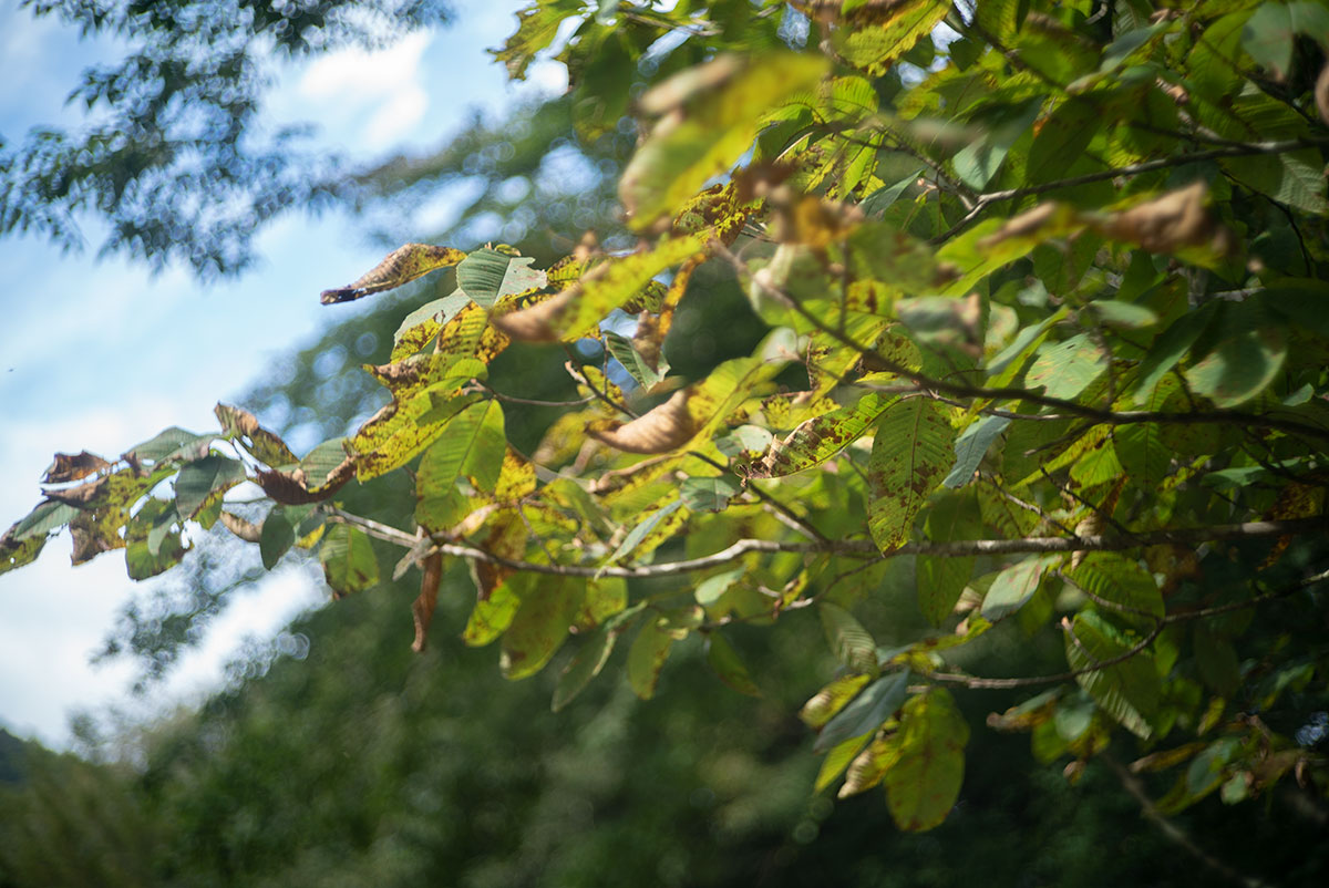 TOKYO KOGAKU UV TOPCOR 1:2 f=50mm で四万温泉を撮影。