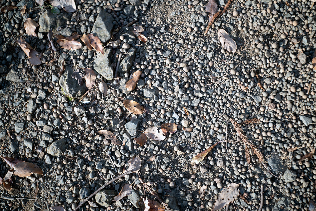 Schneider-Kreuznach Xenar 1:2.8/50 で愛川町を撮影。