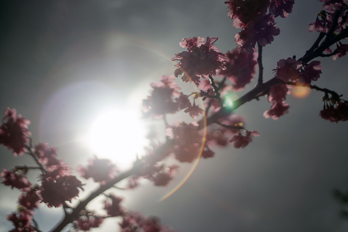 CANON LENS FD 35mm 1:2 で沖縄を撮影。