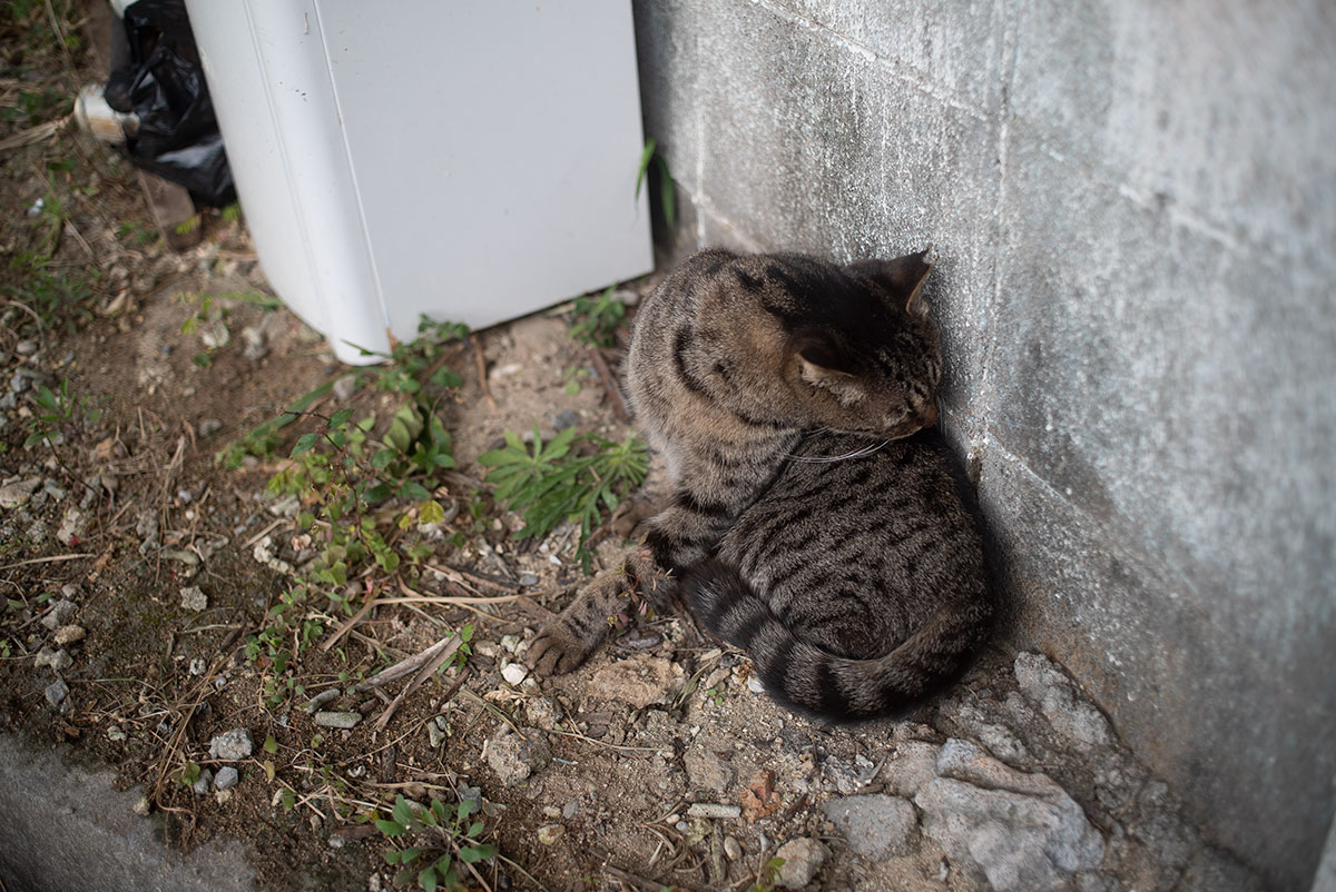 CANON LENS FD 35mm 1:2 で沖縄を撮影。