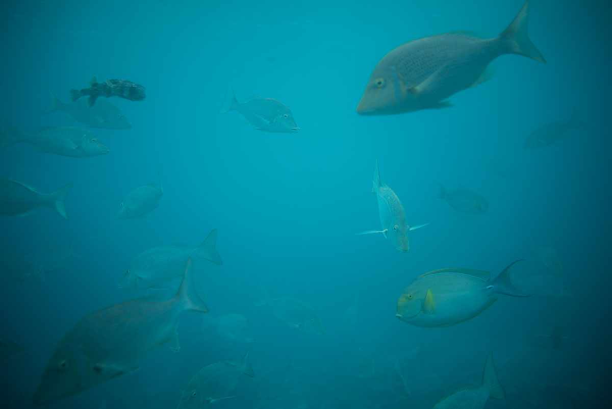 CANON LENS FD 35mm 1:2 で沖縄を撮影。