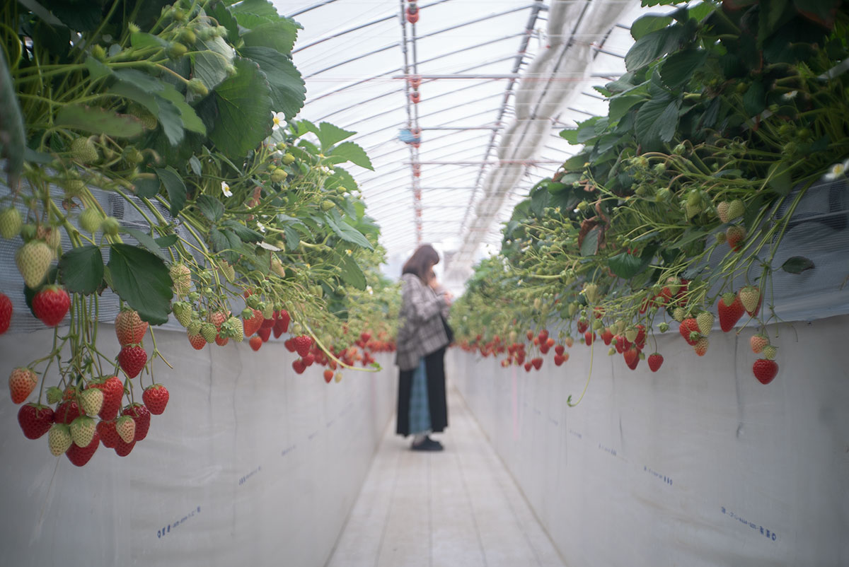 いちご狩り w/ Piesker&Co Berlin Piconar 1:4.5 f40mm T - 2023-03-21