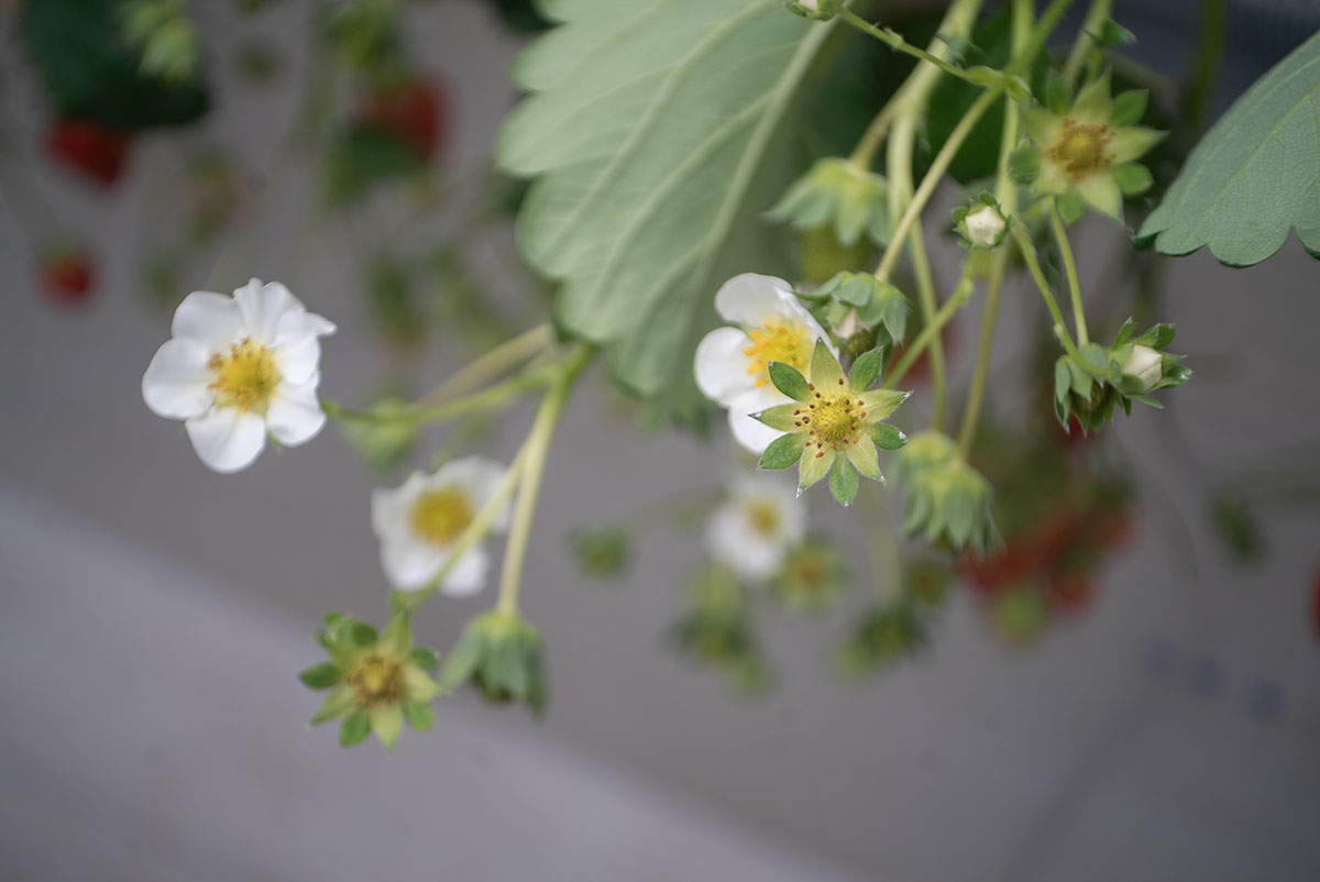 Piesker&Co Berlin Piconar 1:4.5 f40mm T でいちご狩りを撮影。