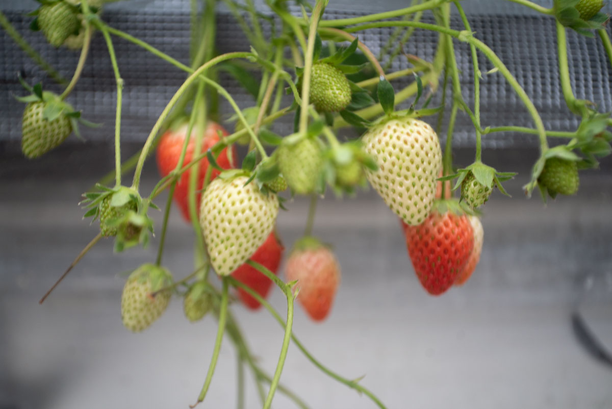 Piesker&Co Berlin Piconar 1:4.5 f40mm T でいちご狩りを撮影。