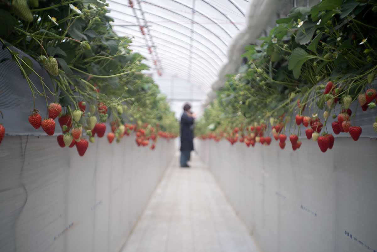 Piesker&Co Berlin Piconar 1:4.5 f40mm T でいちご狩りを撮影。