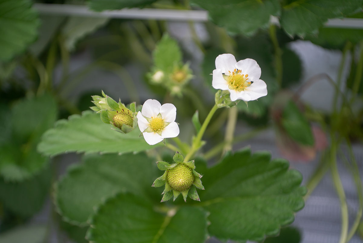 Piesker&Co Berlin Piconar 1:4.5 f40mm T でいちご狩りを撮影。