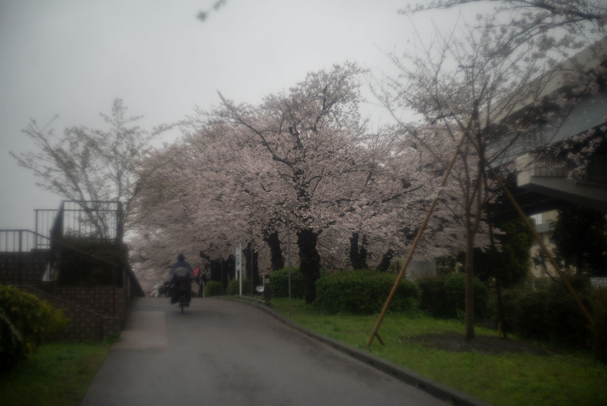 墨堤桜まつり w/ foca OPLAREX 1:1.9 f=5cm - 2023-03-26