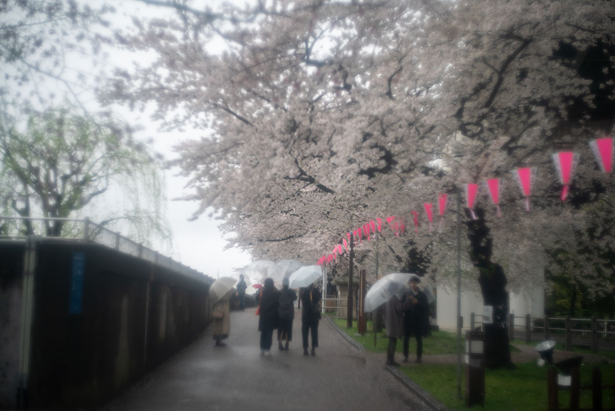 foca OPLAREX 1:1.9 f=5cm で墨堤桜まつりを撮影。