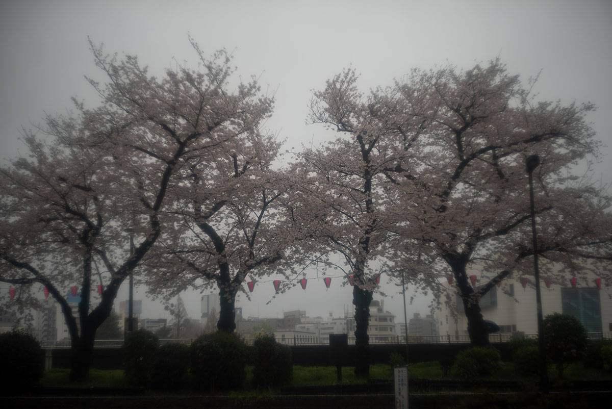 foca OPLAREX 1:1.9 f=5cm で墨堤桜まつりを撮影。