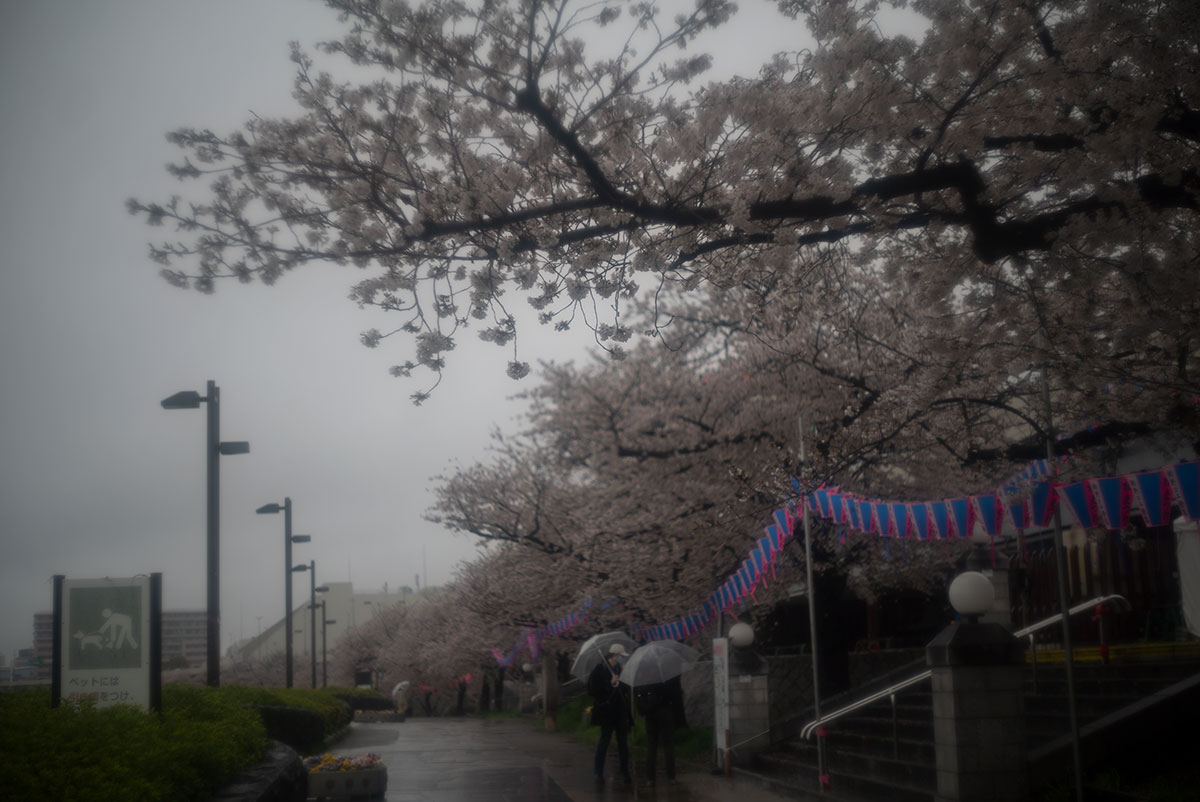 foca OPLAREX 1:1.9 f=5cm で墨堤桜まつりを撮影。